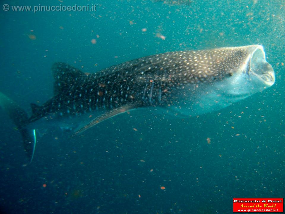 Djibouti - Whale Shark in Djibouti - 02.jpg